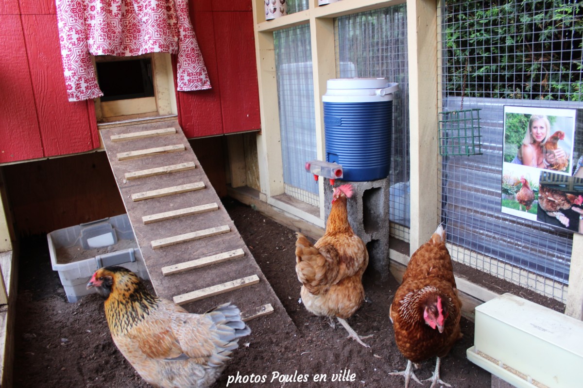 Le Poulailler Poules En Ville