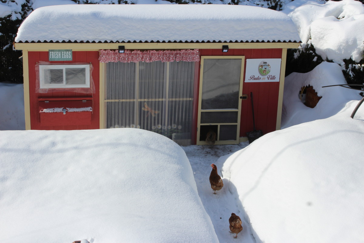 Accueil Poules En Ville