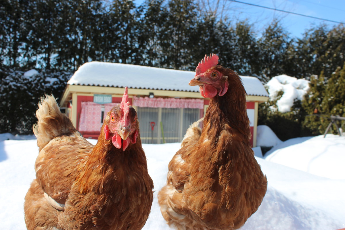 Permis Et Législation Poules En Ville