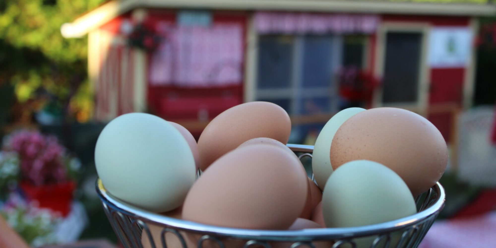 Alimentation : la vérité sur les œufs