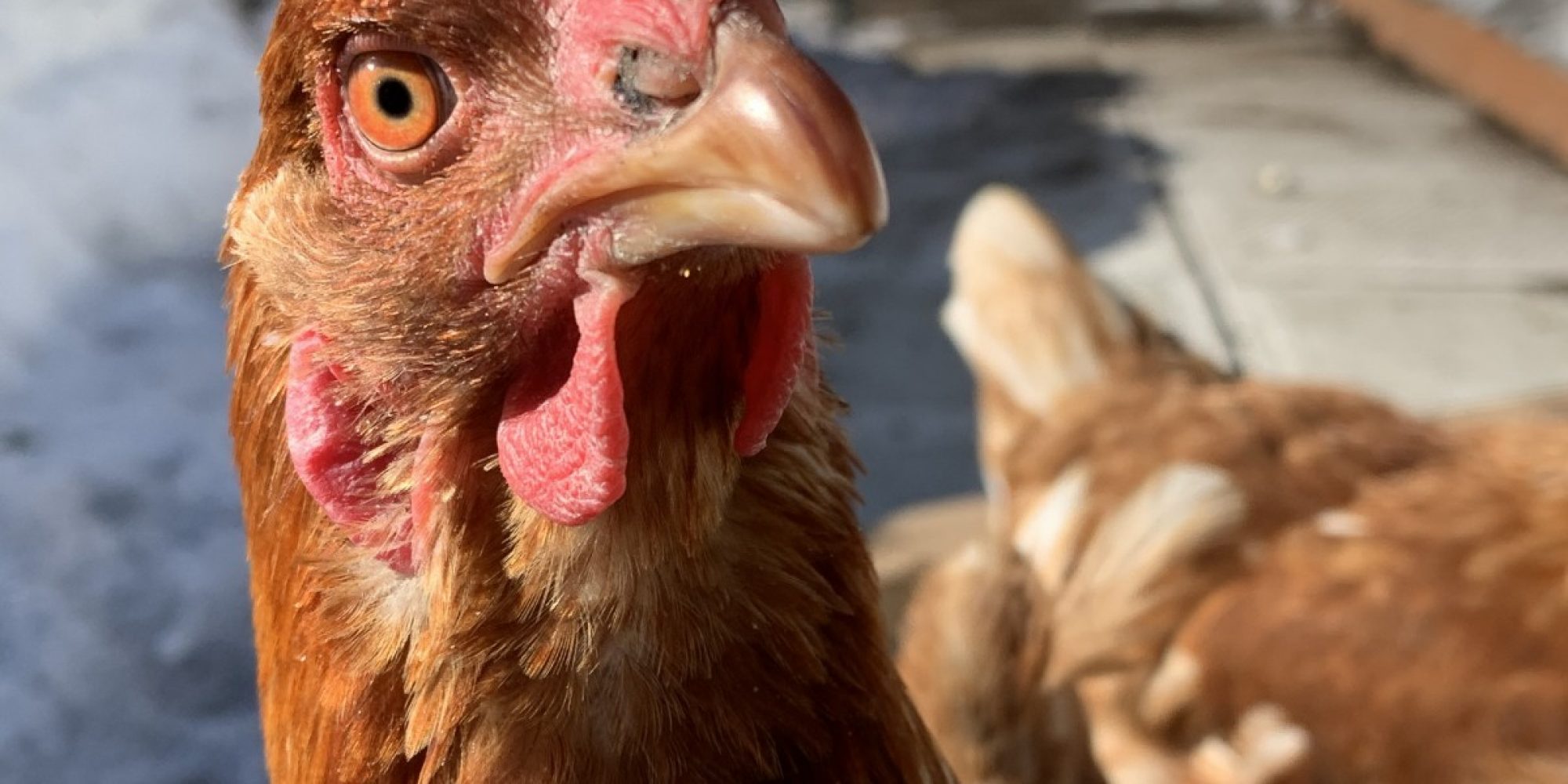 Avez-vous observé l'état de santé de vos poules cette semaine