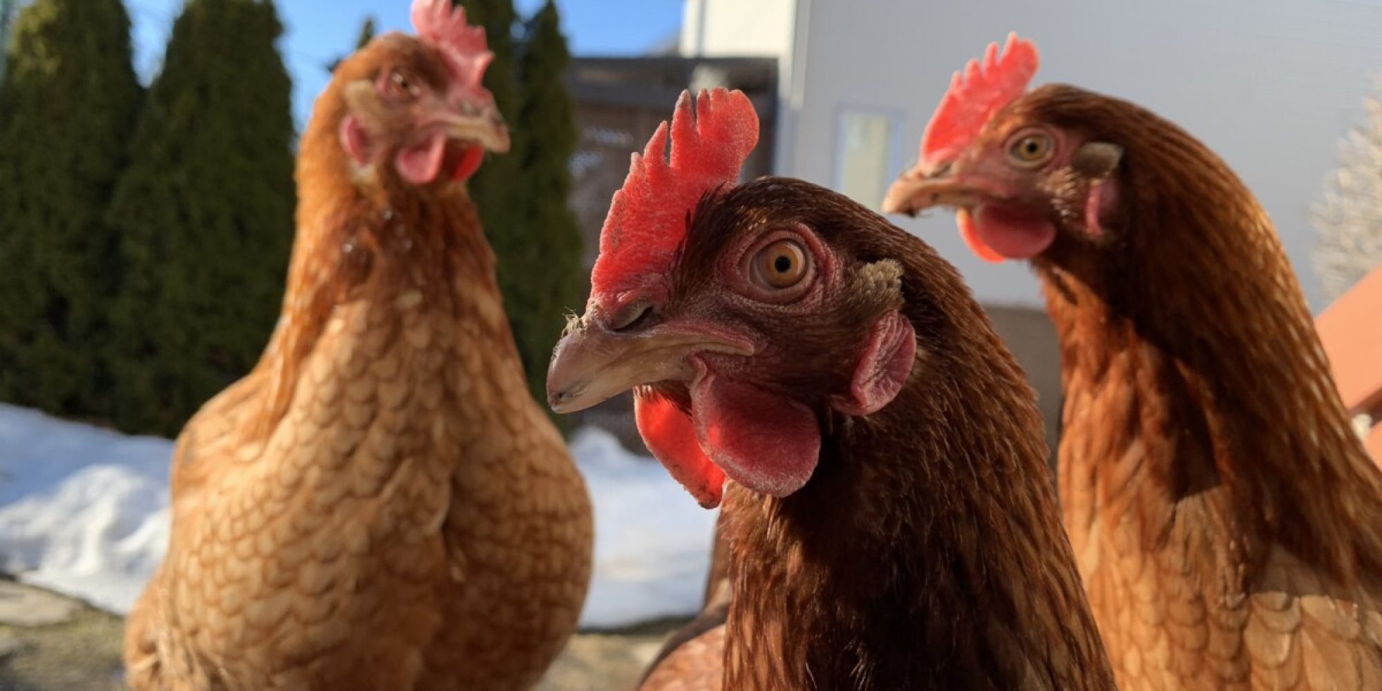 Comment intégrer de nouvelles poules à un cheptel existant? - Poules en  Ville