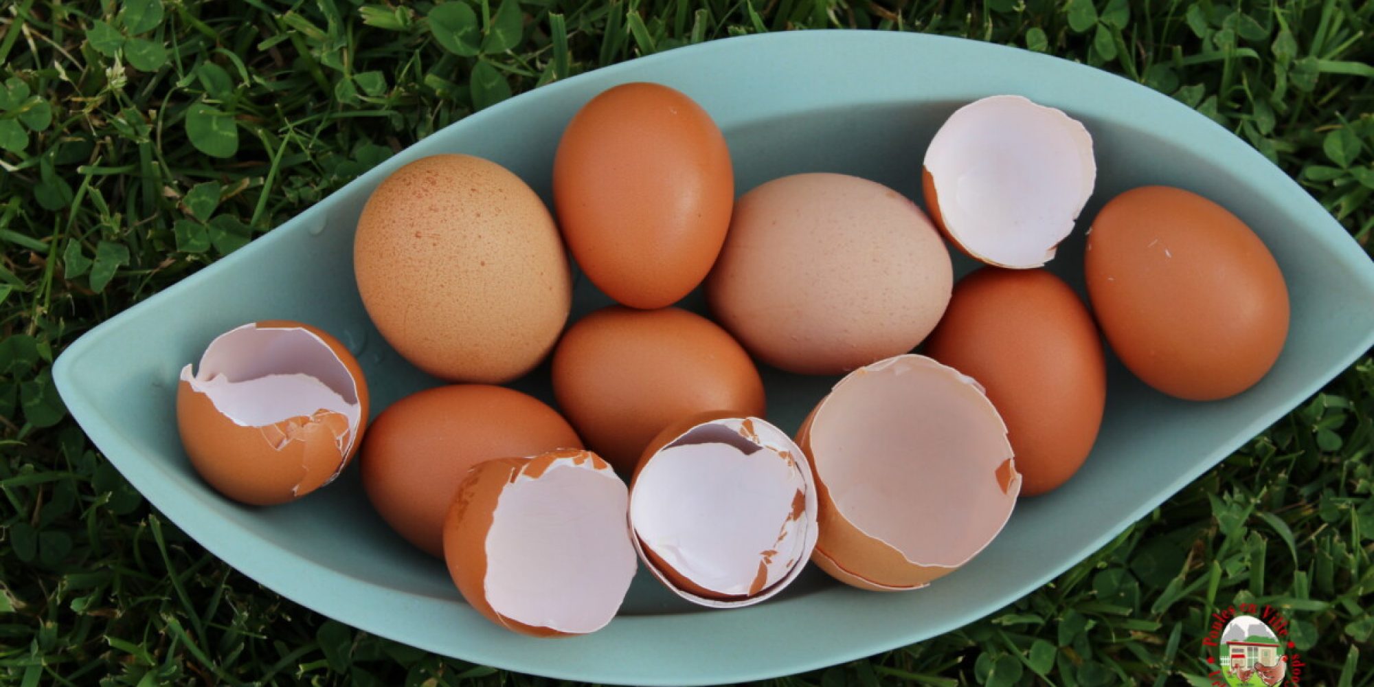 Brosse à œufs pour œufs frais, machine à laver les œufs en